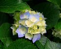 Hydrangeas